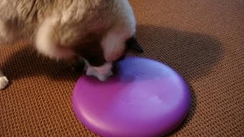 Ragdoll Cat Loves the Nina Ottosson Dog Spinny ねこ - ラグドール - Floppycats