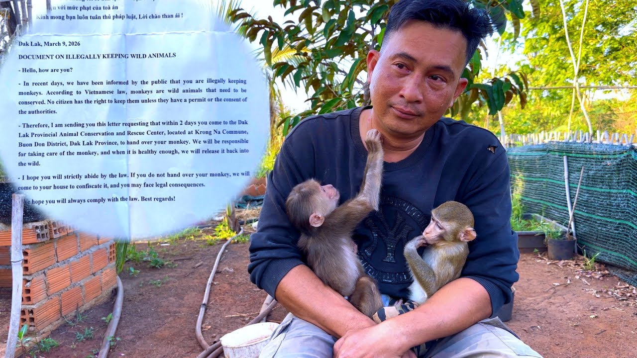 OH MY GOD - Sơn receives Bad News: the two Monkeys will be confiscated by the Government.