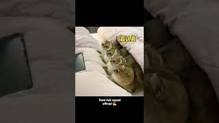 Cat videos (cats watching tom & Jerry) 1000subscriber bgmi 10million pubgmobile