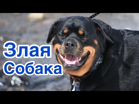 Рычание злой собаки
