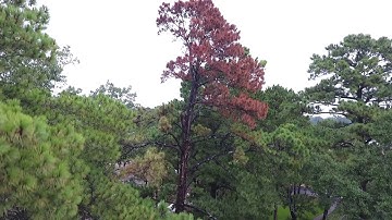 Urban Tree Health Assessment