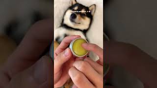 Calm is a luxury 🐶✨#dogs#dogshorts#trending#youtubeshorts#shortvideo#viralvideo#doglife#ytshorts#yt