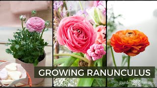 Growing Ranunculus | How to Plant, Care, & Use Ranunculus Flowers