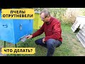 Отрутневела пчелиная семья | Что делать?