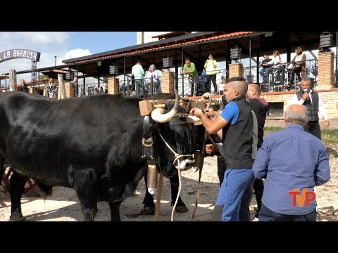 Comienzo de las VI Jornadas gastronómicas de la Vaca Serrana Negra en el Hotel La Barrosa
