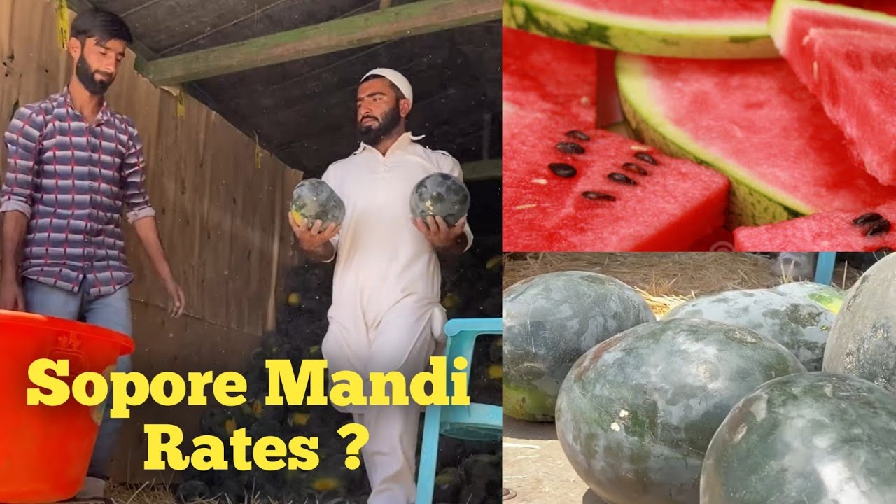 Sopore Fruit Mandi Mai Melons Aur Watermelons Ki Kya Rate Hai Sopore Fruit Mandi 🍉🍉 YouTube