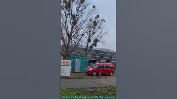 #SHORTS KHANH NGUYEN CUỘC SỐNG ĐỨC, CÂY TÂM GỬI Ở ĐỨC CÓ TÁC DUNG GÌ KHÔNG NHỈ