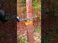 Cutting tree EP 208 #chainsaw #treecutting #automobile #husqvarna #treefelling #wood #stihl #how