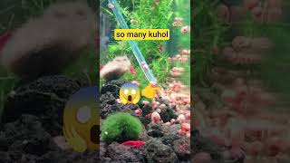 so many kuhol in acquirium #kuhol #shrimp #viral #shorts #shortvideo #trending