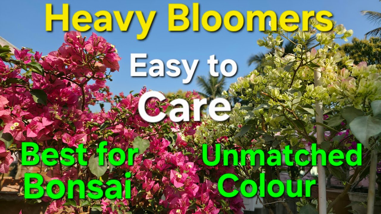 Silver Leaf Thai Delight and Kimpui Bougainvillea|ideal for making bonsai|