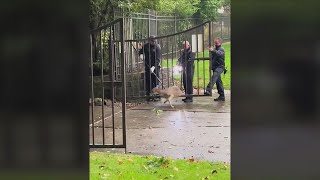 Moline Fire Department rescues deer