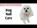 How to Clip, Smooth and Dremel dogs Nails