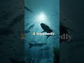 Is the Megalodon Still Alive? 😱 (Ocean Mystery Explained) #shorts