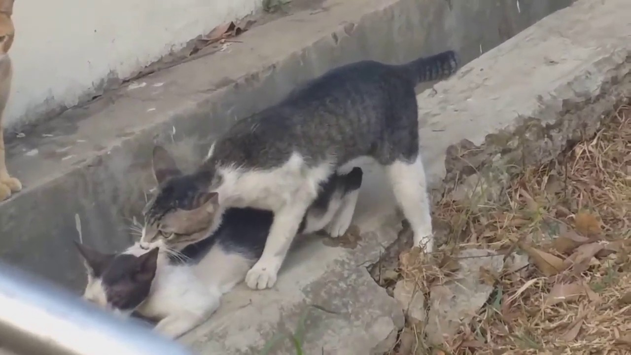 Cats Sex Mating Hd Youtube