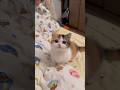 wait for it 🥰 #catsoftiktok #funnycat #kitten #cutecats #catlovers