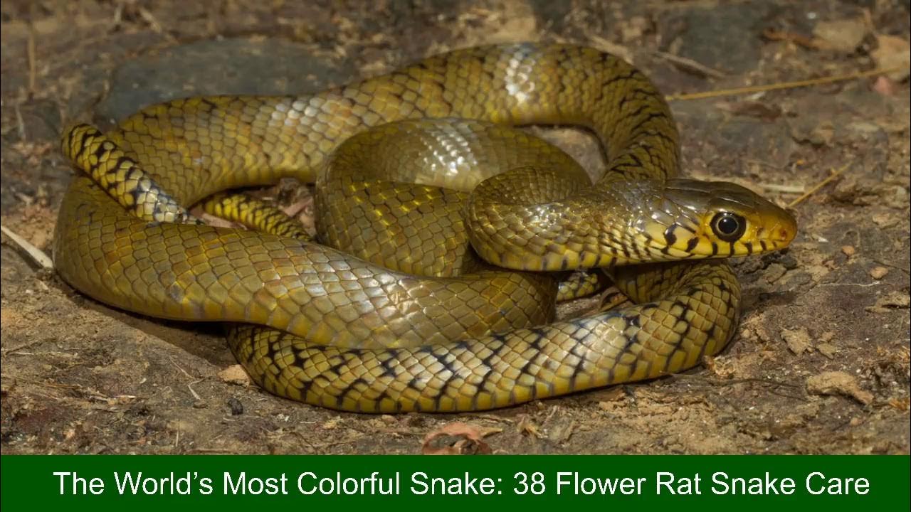 The World’s Most Colorful Snake 100 Flower Rat Snake Care YouTube