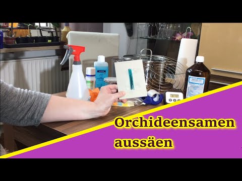 Video: Keimung von Orchideensamen: Kann man aus Samen eine Orchidee züchten?