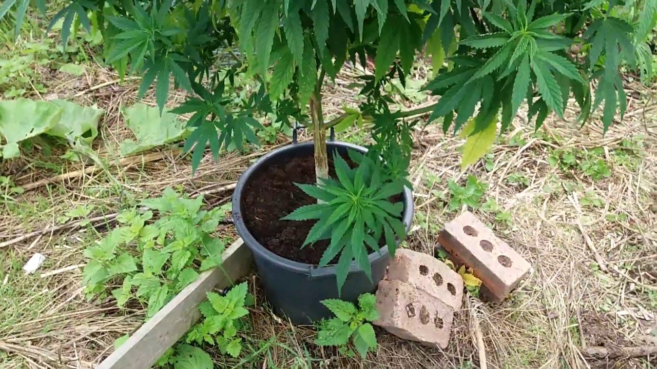 2017 UK OUTDOOR GROW, Update of photoperiod and haze auto