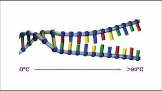 How to design primers for PCR
