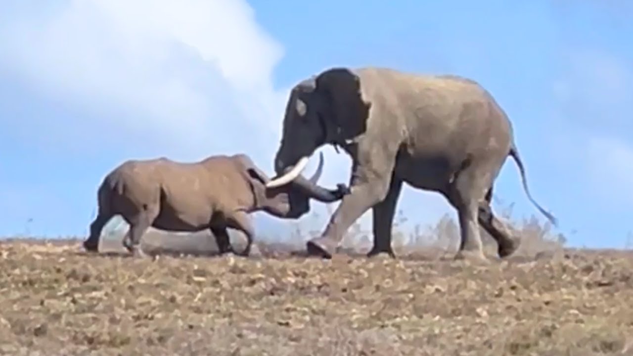 Rhino vs Elephant: Rare Clash Between Africa’s Giants