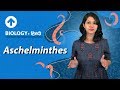 Aschelminthes | Hindi | Diversity In Living Organisms | Biology| Class 9