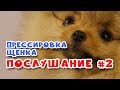 Дрессировка щенка шпица. Учим померанского шпица Команде НЕЛЬЗЯ. Выпуск #2