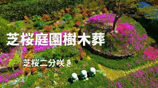 芝桜開花【二分咲き】樹木葬│奈良県の永代供養墓│一人専用墓地併設