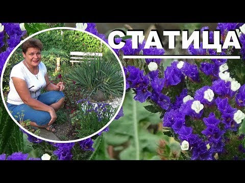 Видео: Цветы статицы: выращивание и использование статицы в качестве срезанных цветов