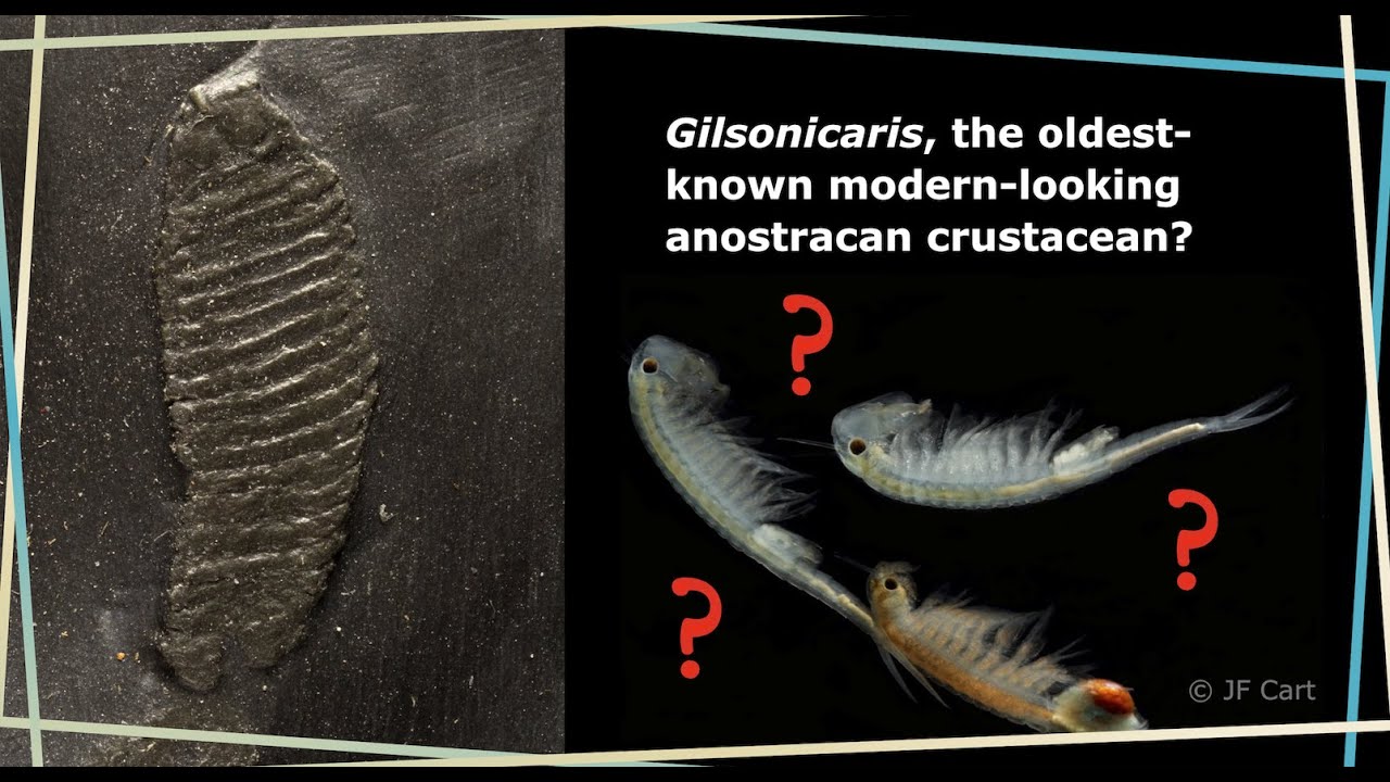 Gilsonicaris, not an Early Devonian anostracan crustacean but a polychaete annelid