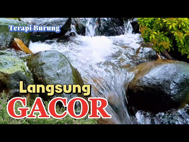 Suara gemericik air terapi burung, bongkar materi burung langsung gacor class=