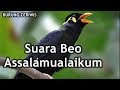 Suara burung beo assalamualaikum cocok buat masteran