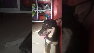 Download Lagu aku leleh.... MP3