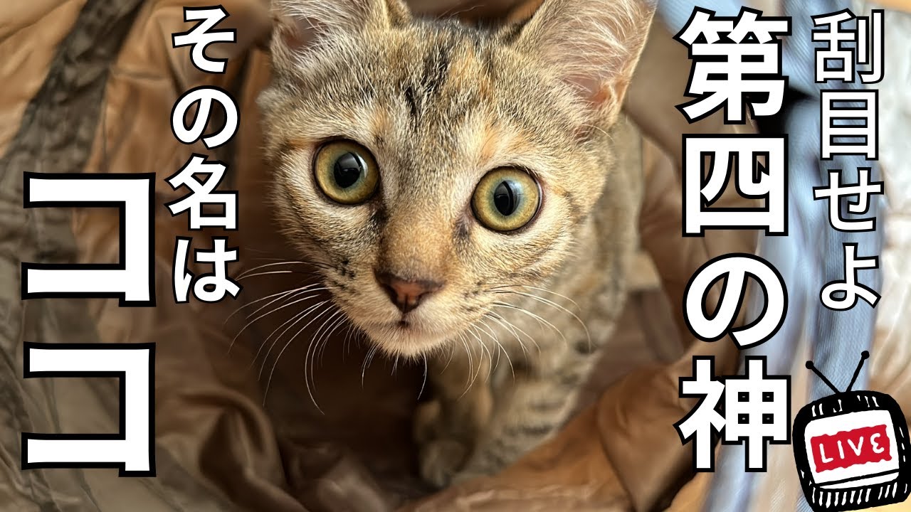 メンタ リスト daigo 猫