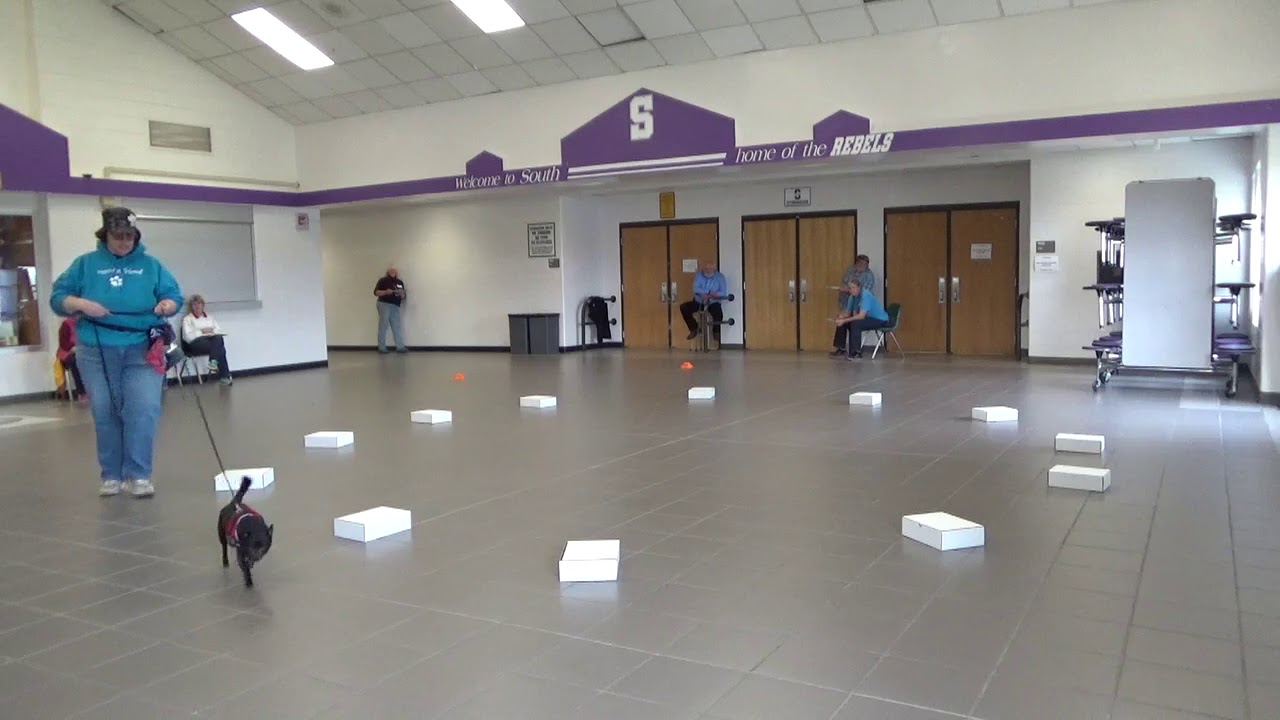 All Breed Rescue & Training Colorado Springs