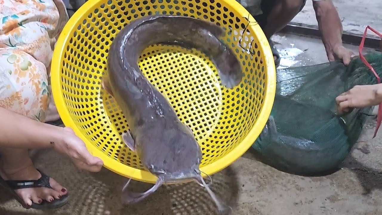 Vật Lộn với Mấy Con Thủy Quái Khổng Lồ Gia Đình Đem Về Làm Hai Món | BQCM & Family T1311