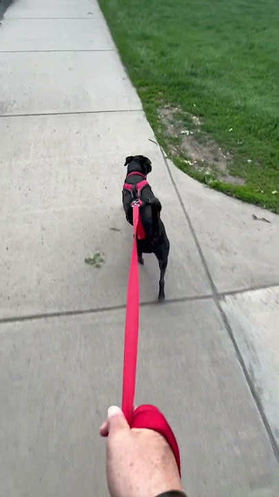 Big G puppy Dog Easy Walk