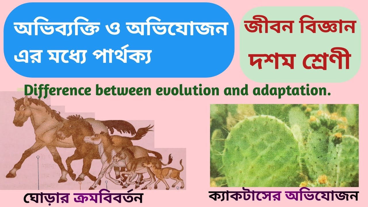 অভিব্যক্তি ও অভিযোজন এর মধ্যে পার্থক্য/difference between evolution and ...