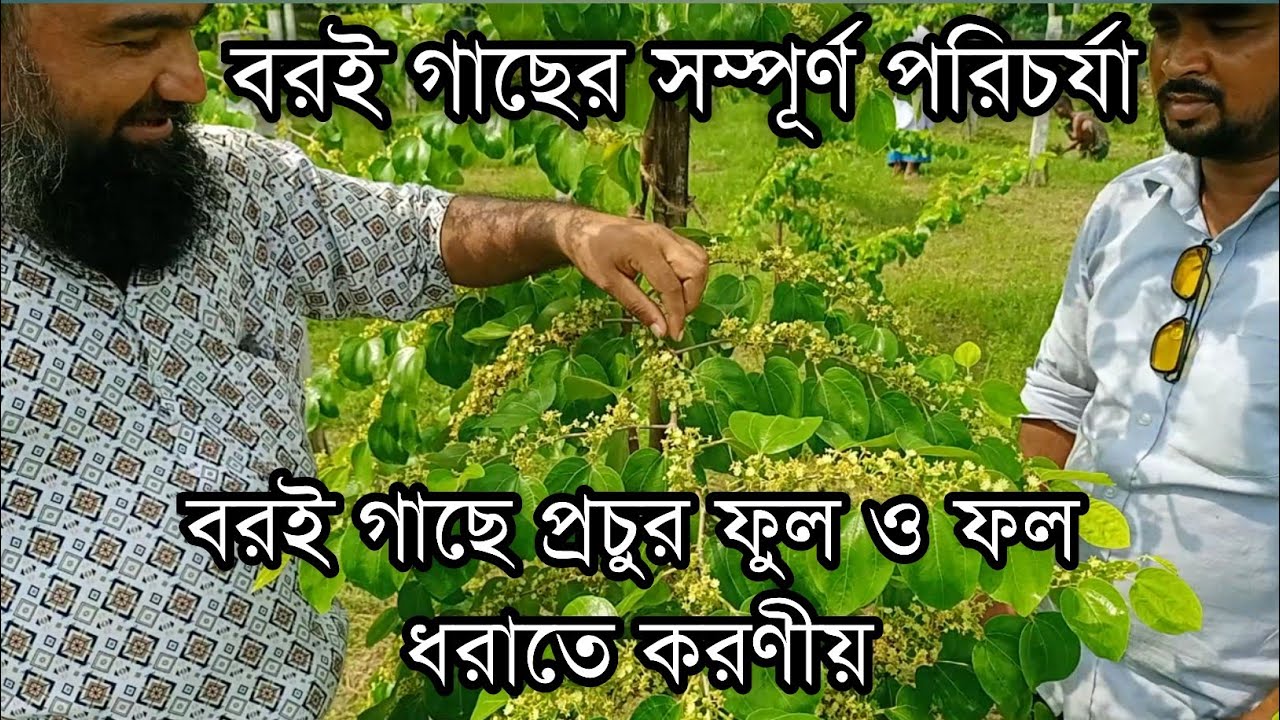 কাশ্মীরী আপেল কুল, সীডলেস কুল,বল সুন্দরী কুল গাছের সম্পূর্ণ পরিচর্যা, প্রচুর ফুল ও ফল ধরাতে করণীয়।