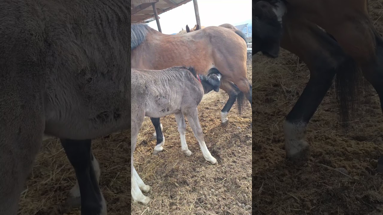 С днем ​​рождения, мой милый мальчик! 