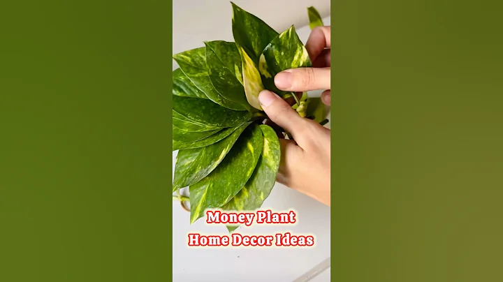 Home Decor Ideas with money plant || #moneyplant #pothos #garden #indoorplants #shorts