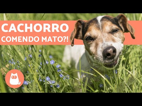 Vídeo: Pergunte a um veterinário: Por que meu cão enterra suas coisas?