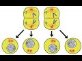 Chapter - 7 , Cell division , Meiosis II