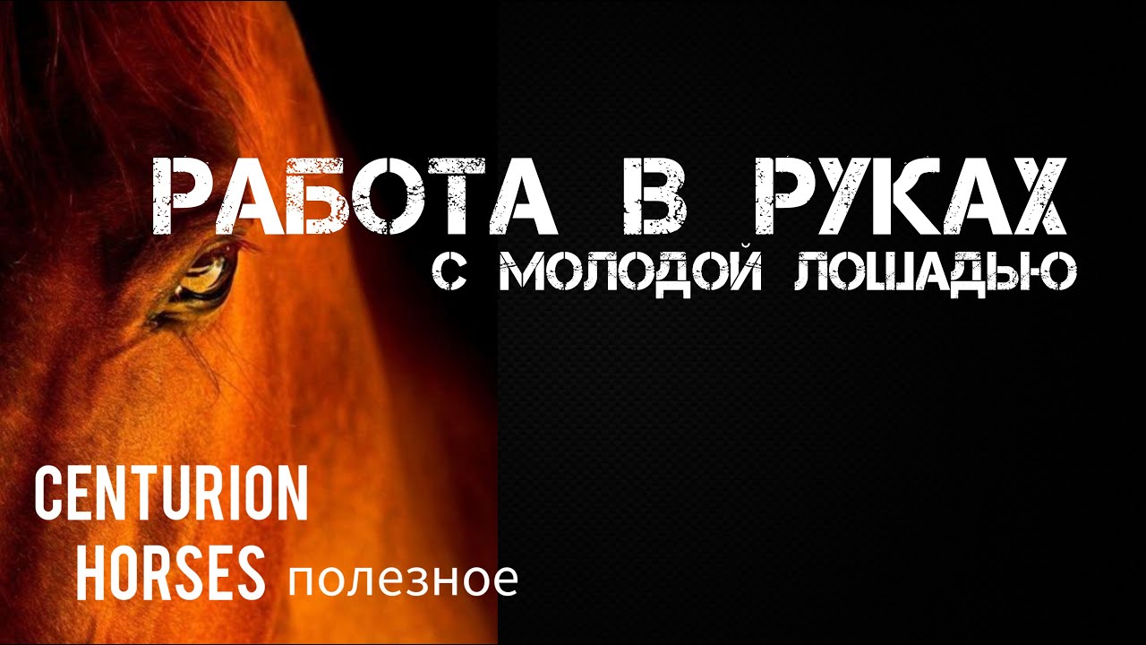 Мои выводы после семинара о работе в руках с молодой лошадью - YouTube