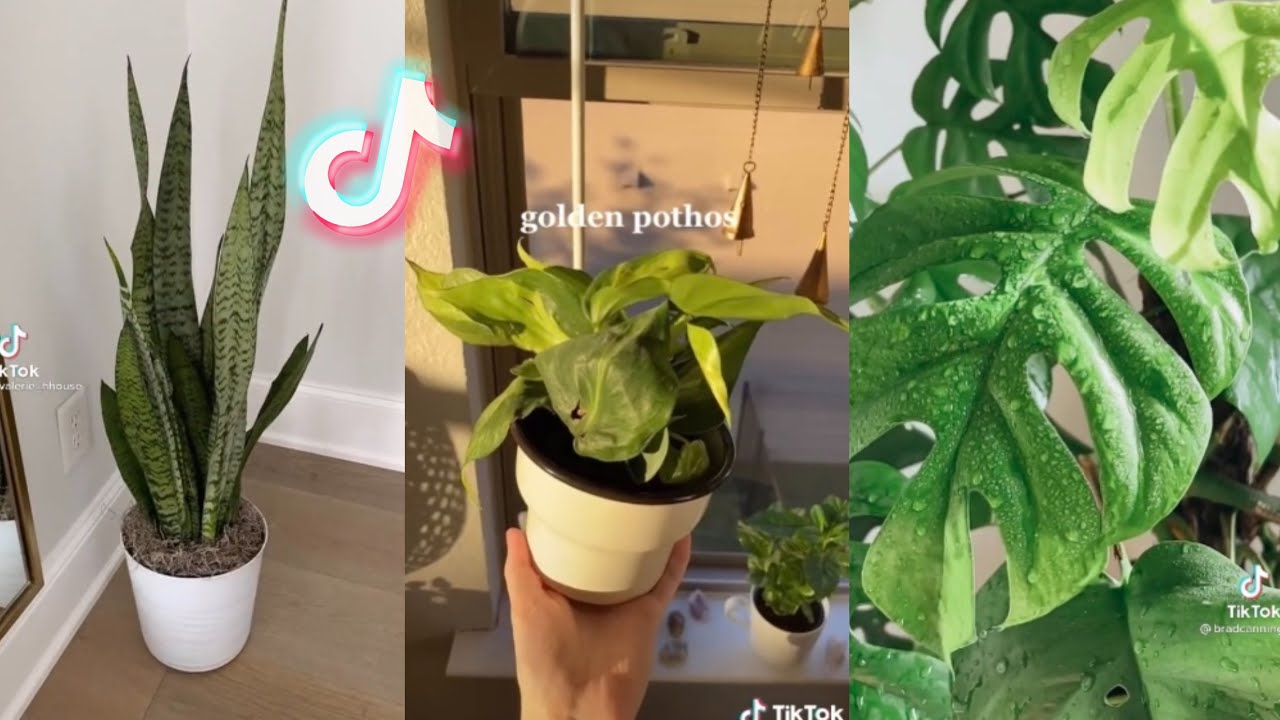 Plants TikTok compilation! - YouTube
