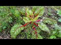 Le jardin de bidib 20  bilan de la premire saison au potager