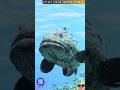 POTATO COD |GROUPER |POTATO BASS |EPINEPHELUS TUKULA(AUDIO) @DISCOVER WHATZ UNIQUE#IndoPacific #IUCN