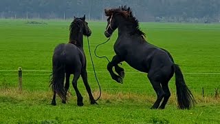 How to get 2 wild colts from the pasture into the trailer? Friesian Horses