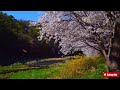Healing Frrequency | Spring Threapy | Positive Feels 🌳🎶