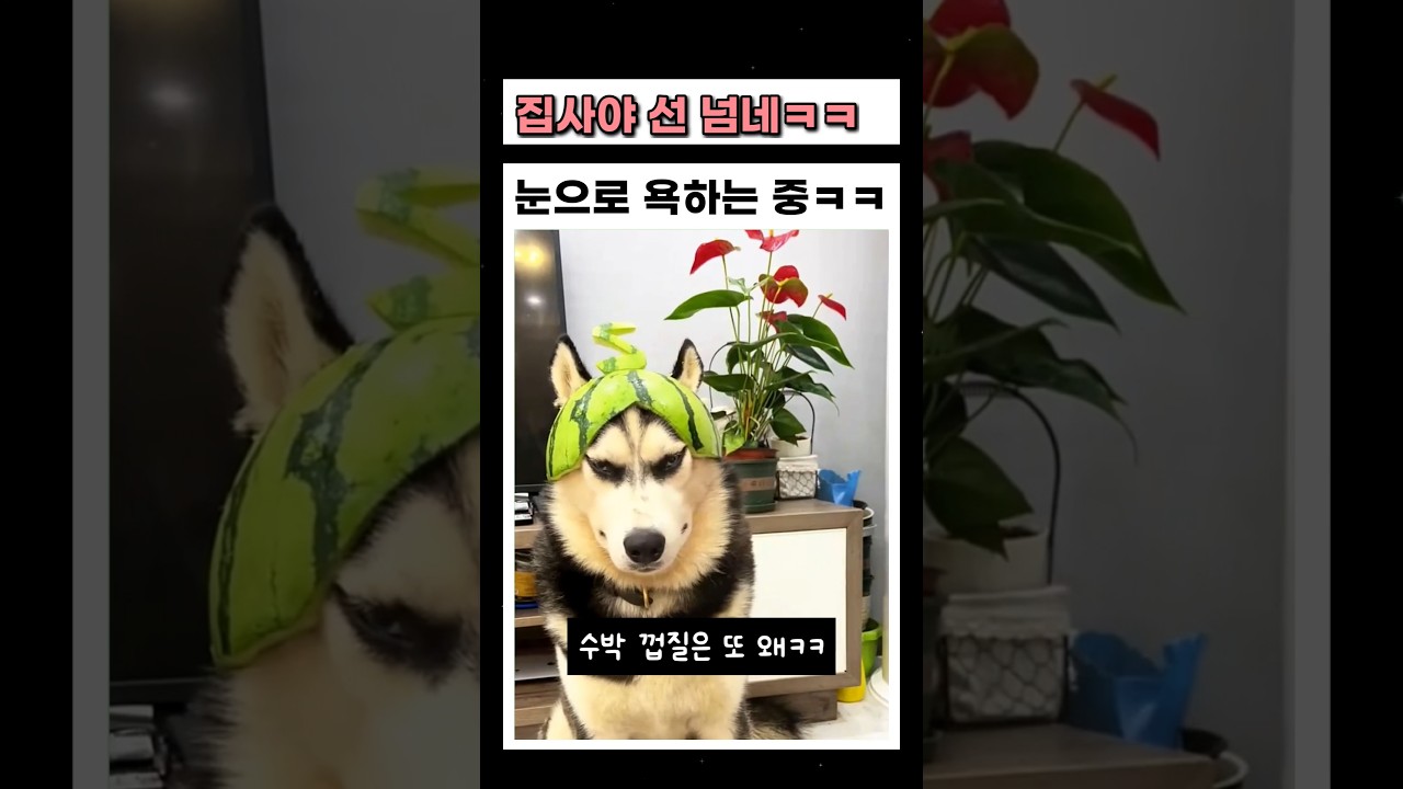 주인을 잘못 만난 댕댕이