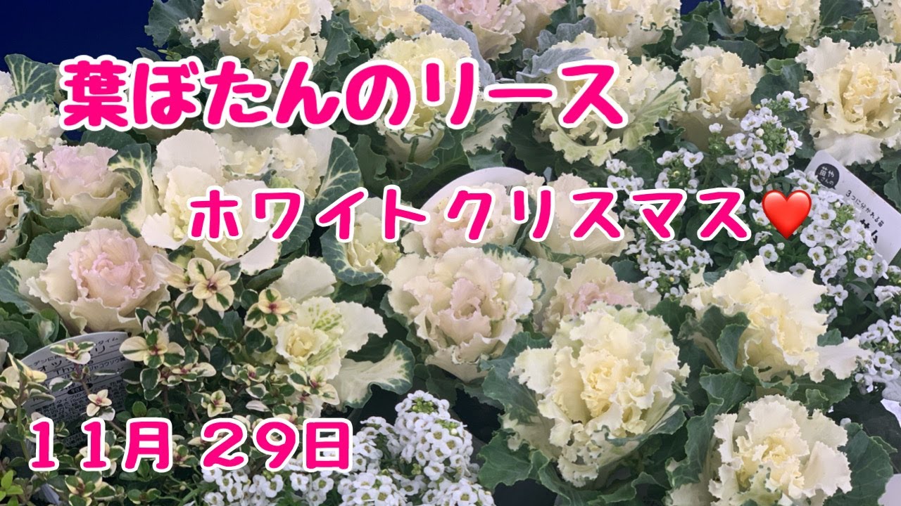 まっしろな葉ぼたんでホワイトクリスマス風リース(生きている